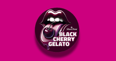 Black Cherry Gelato Strain Review: Dessert Vibes, Balanced Effects