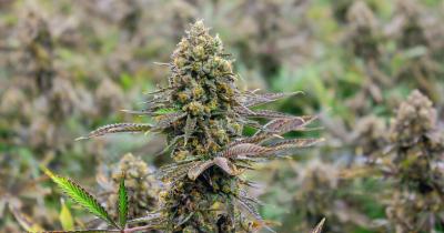 The Rise of Low-THC High-Terpene Strains: Flavor Over Potency