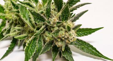 half ounces at silver stem northfield. Kosher Kush
