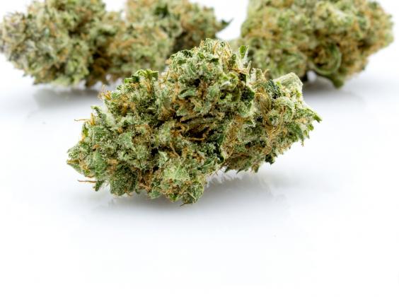 Grimmdica | Indica