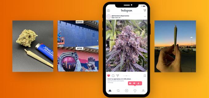 cannabis