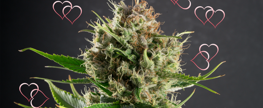 Product Of The Week Dutch Treat Haze The Most Popular