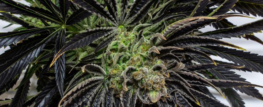 Mimosa Hybrid Marijuana Strain Made By Crossing Clementine With Purple ...