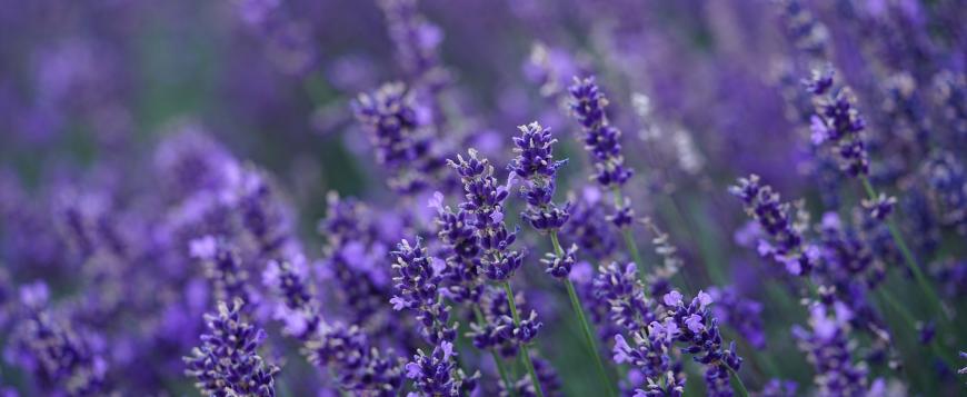 Linalool Terpene Strains and Overview